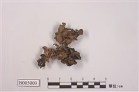 藏品(袋梅衣屬)的圖片